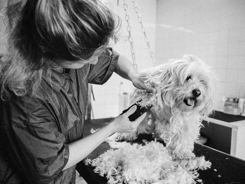 Virginie toilettage pour chien