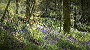 Forêt de Bercé
