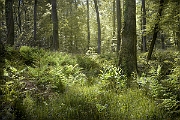 DSC4046 : forêt