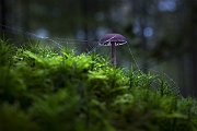DSC5409-NEF DxO DeepPRIME-2