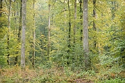 DSC5442