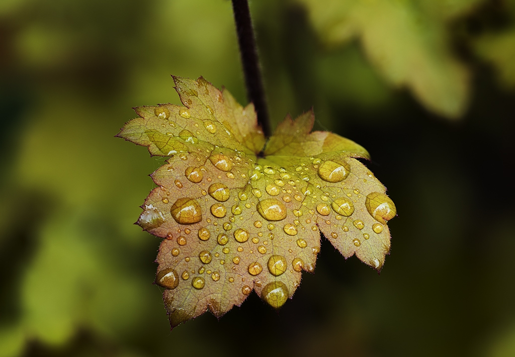 feuille euchere