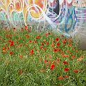coquelicots tags.jpg
